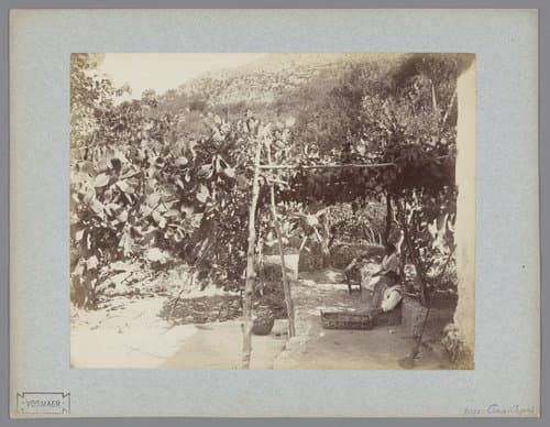Cactussen te Anacapri by anonymous
