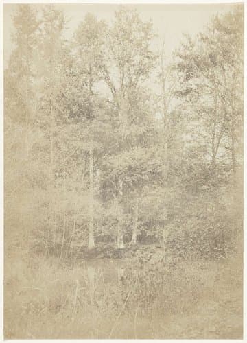 Boslandschap by anonymous