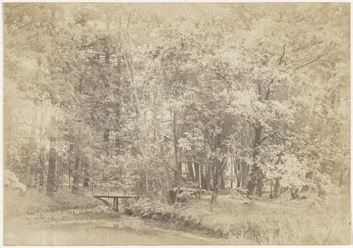 Boslandschap by anonymous