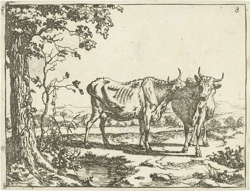 Twee koeien elkaar likkend by Marcus de Bye