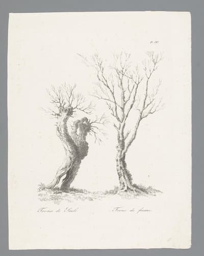 Études d'arbres