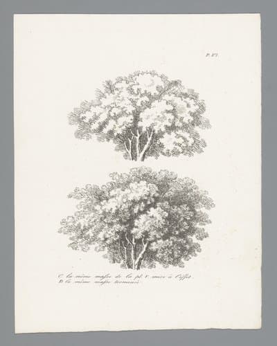 Études d'arbres