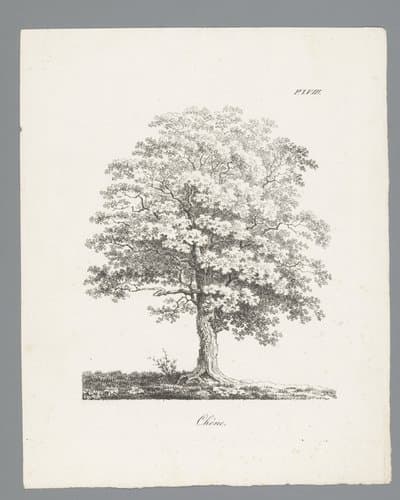 Études d'arbres
