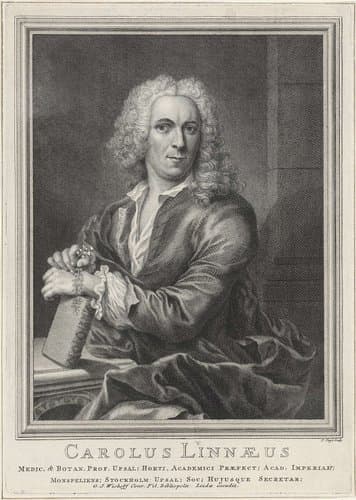 Portret van Carolus Linaeus by Pieter Tanjé