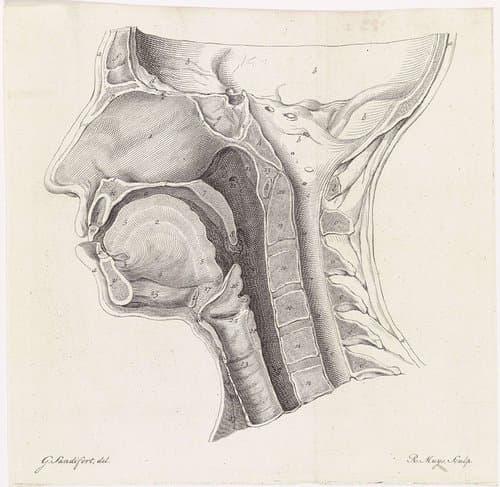 Anatomie van het hoofd by Robbert Muys