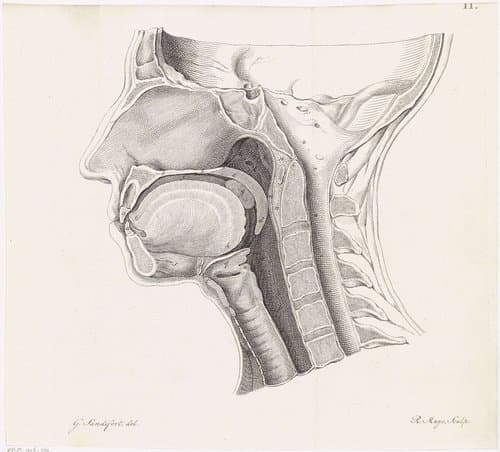 Anatomie van het hoofd by Robbert Muys