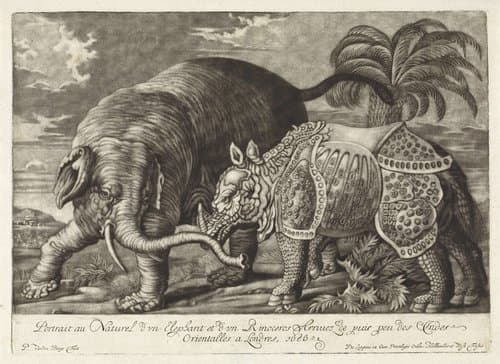 Elephant and Rhinoceros by Pieter van den Berge