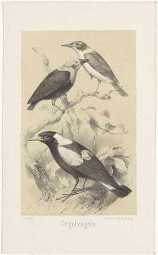Orgelvogels by Gerardus Johannes Bos