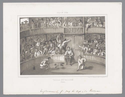 Hanengevecht in Havana