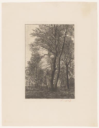 Groep bomen