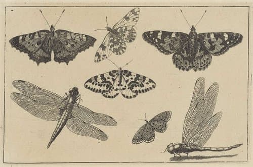Twee libellen en vijf vlinders by Wenceslaus Hollar