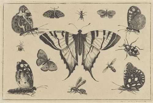 Vlinders, wesp en andere insekten by Wenceslaus Hollar