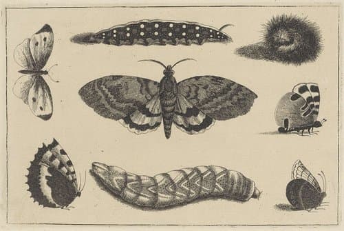 Drie rupsen, een mot en vier vlinders by Wenceslaus Hollar