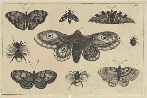 Mot by Wenceslaus Hollar