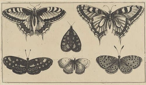 Vijf vlinders en een mot by Wenceslaus Hollar