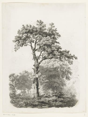 Vrijstaande loofboom in landschap by Pierre Louis Dubourcq