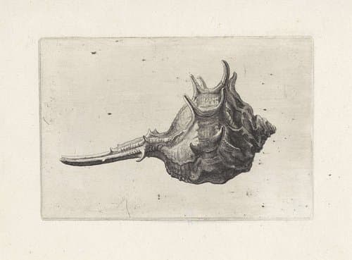 Schelpen by Wenceslaus Hollar