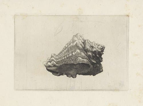 Schelpen by Wenceslaus Hollar