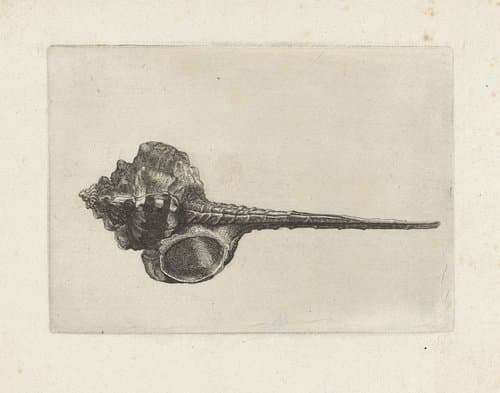 Schelp by Wenceslaus Hollar
