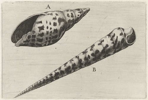 Schelpen by Wenceslaus Hollar