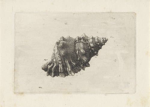 Schelpen by Wenceslaus Hollar