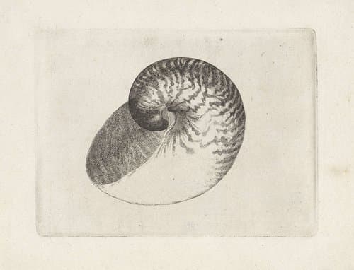 Schelp, nautilus pompilius by Wenceslaus Hollar