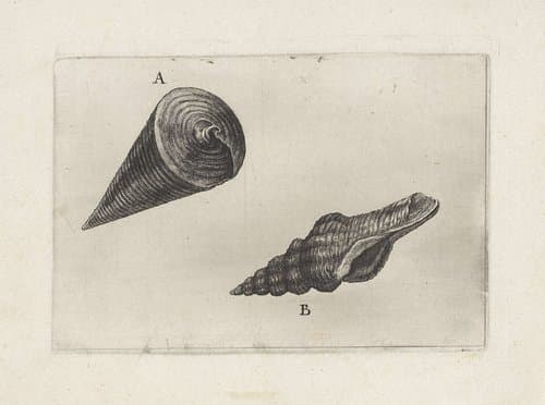Schelpen by Wenceslaus Hollar
