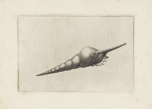 Schelpen by Wenceslaus Hollar