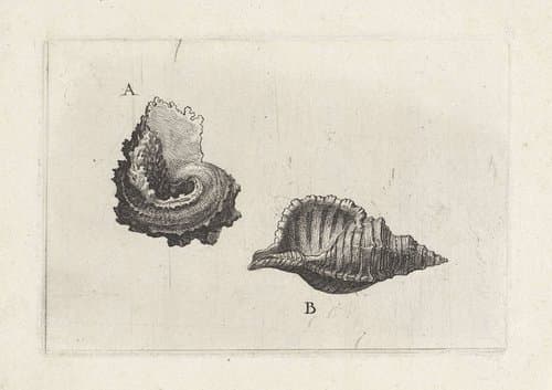 Schelpen by Wenceslaus Hollar