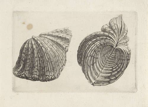 Schelp, hippopus hippopus by Wenceslaus Hollar