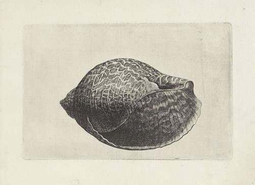Schelpen by Wenceslaus Hollar