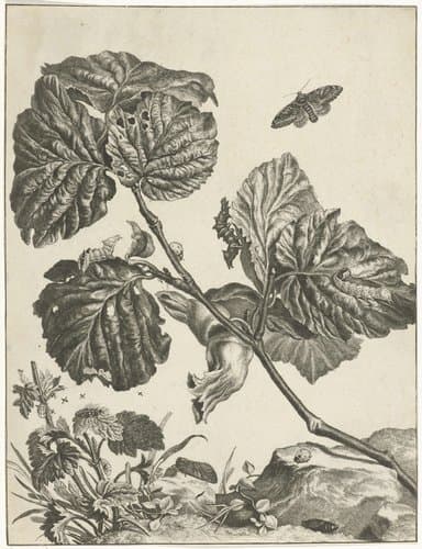 Planten by Jacob l'Admiral (II)