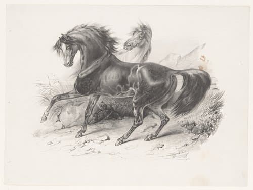 Twee wilde paarden by Victor Adam