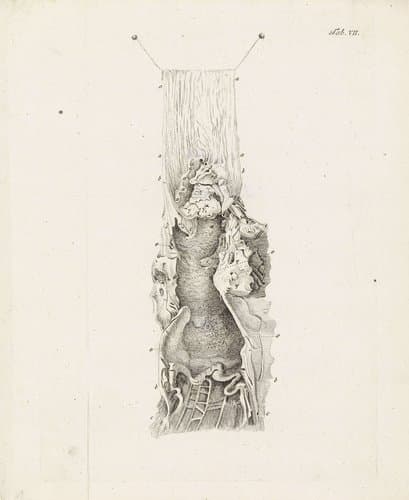 Anatomische afbeelding by Robbert Muys