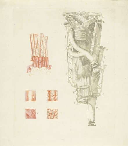 Anatomie van de slokdarm en de aorta by Johannes Cornelis de Bruyn