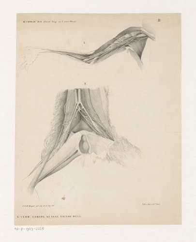 Anatomieën van een Lori by Christian Gerhard Rudolf Meijer