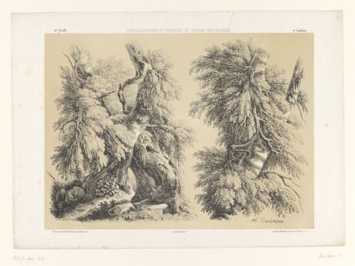 Twee studies van bomen met gebladerte