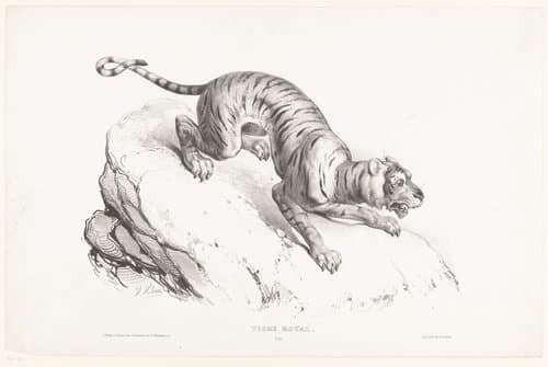 Tigre royal by Victor Adam