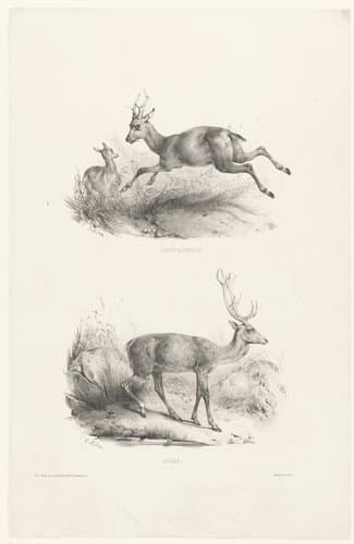 Twee voorstellingen met reeën en een hert by Victor Adam