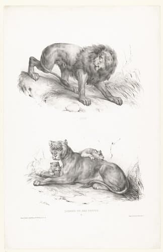 Lionne et ses petits by Victor Adam