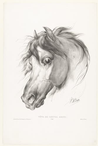 Tête de cheval arabe by Victor Adam