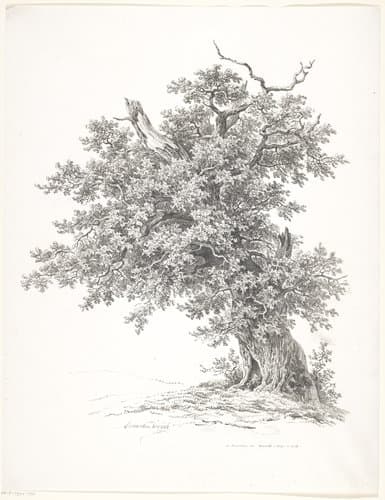 Oude boom