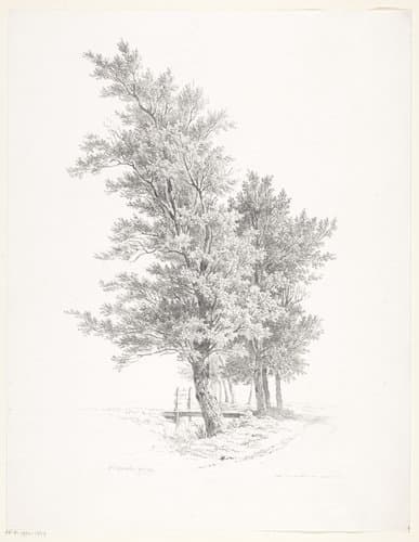 Rij bomen
