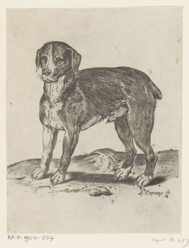 Staande hond by Agostino Carracci