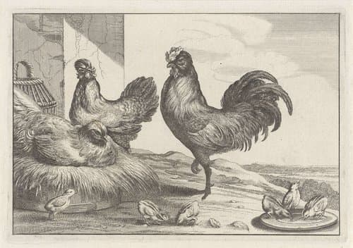 Kip, hanen en kuikens by anonymous