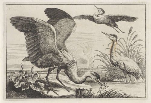 Diversae avium species by anonymous