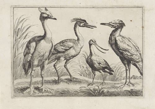 Vier waadvogels by anonymous