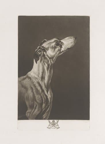 Hondenkop by Richard Earlom