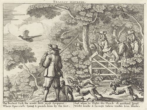 Valkenjacht op fazanten
