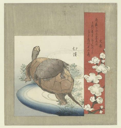 Schildpadden by Totoya Hokkei